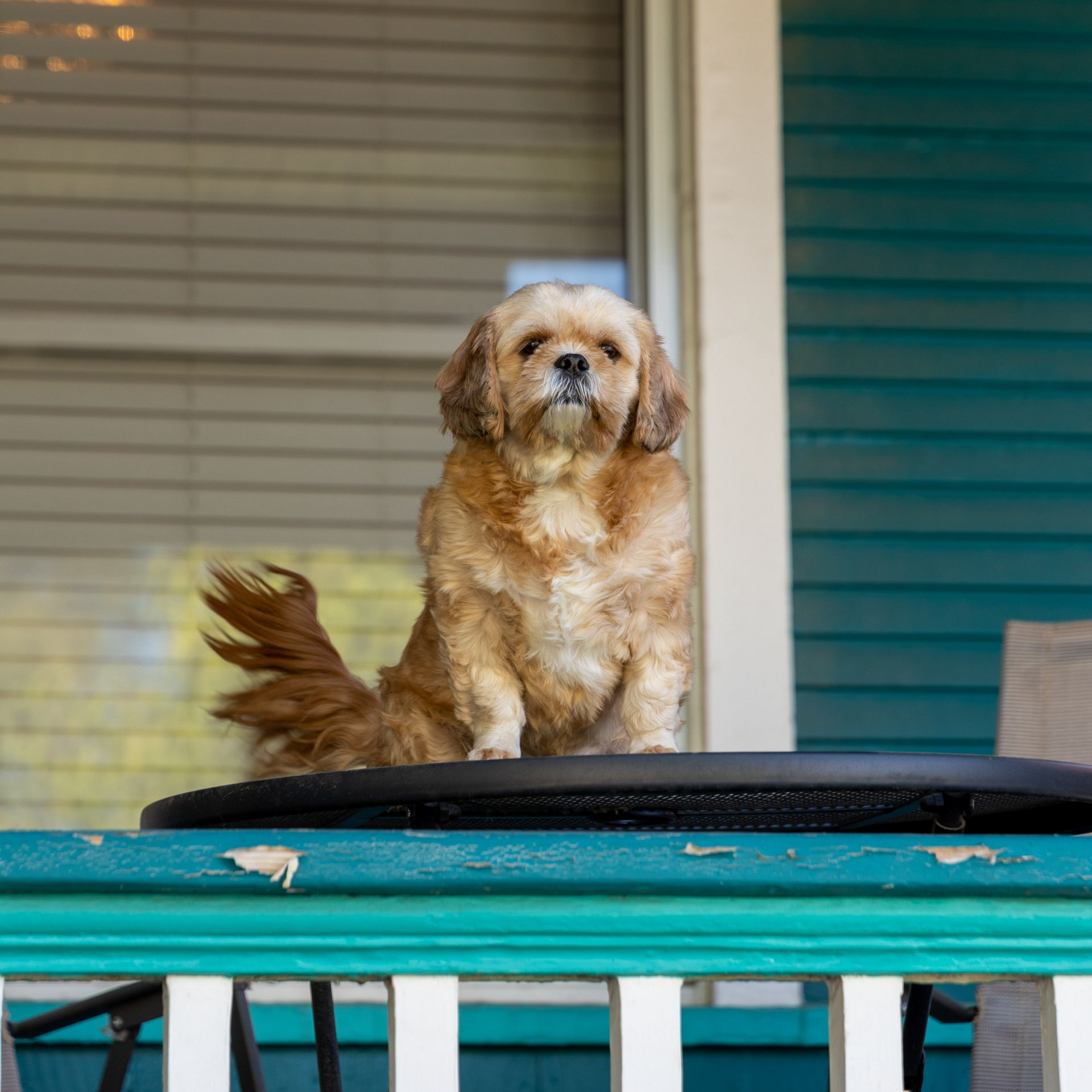 Bella the dog, glorious